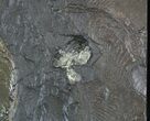 Pyritized Ammonite (Harpoceras) Fossil - Germany #51151-3